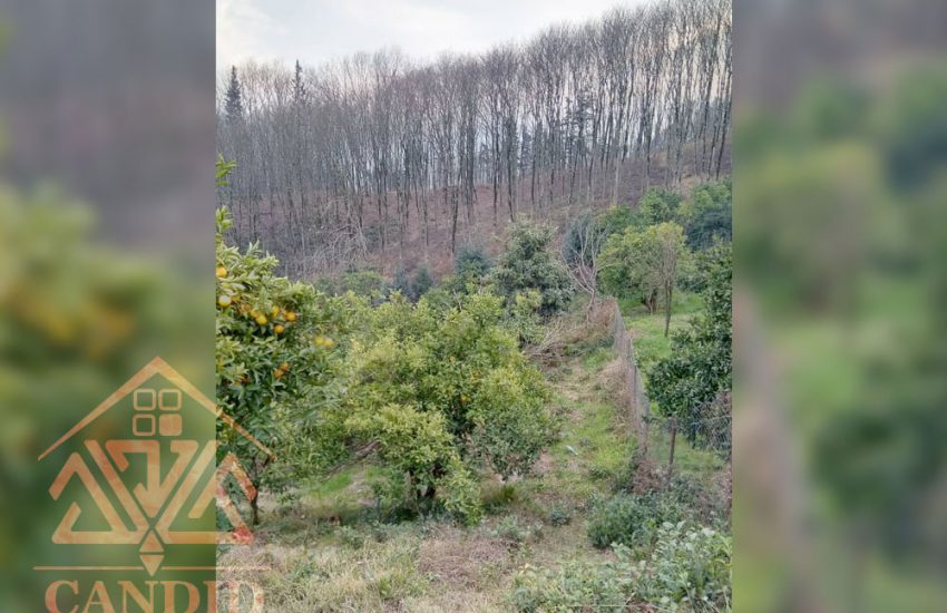 فروش زمین ارتفاعات کتالم کد 117