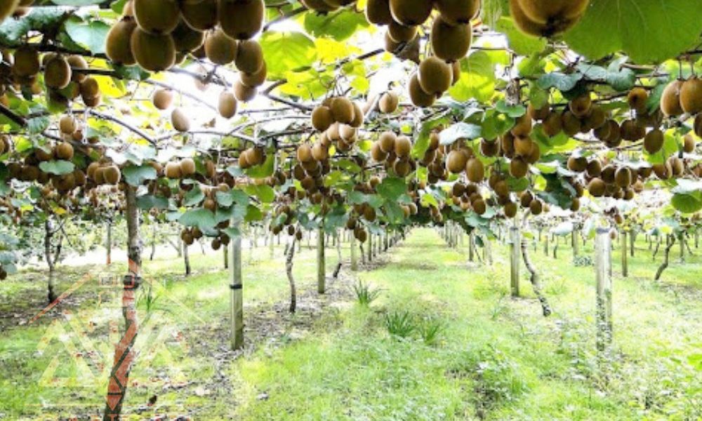 فروش باغ کیوی شمال خرید باغ