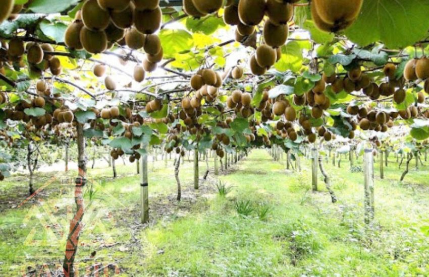 فروش باغ کیوی شمال خرید باغ