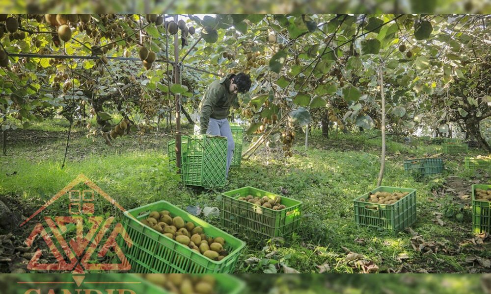 فروش باغ کیوی شمال خرید باغ
