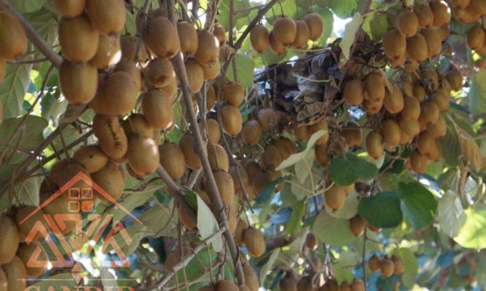 فروش باغ کیوی شمال خرید باغ