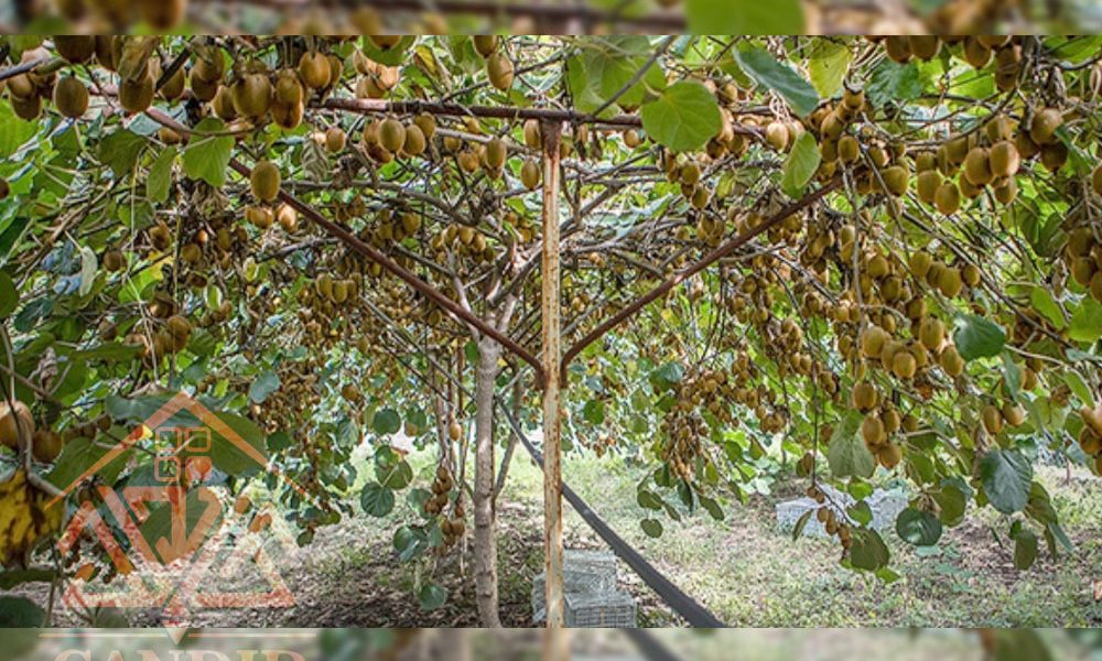 فروش باغ کیوی شمال خرید باغ