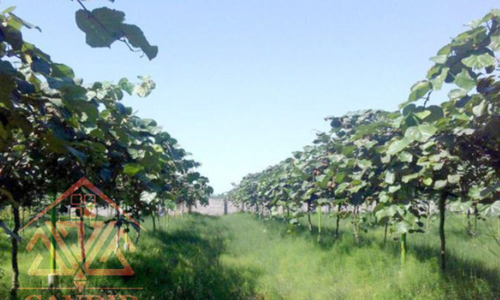 فروش باغ کیوی شمال خرید باغ