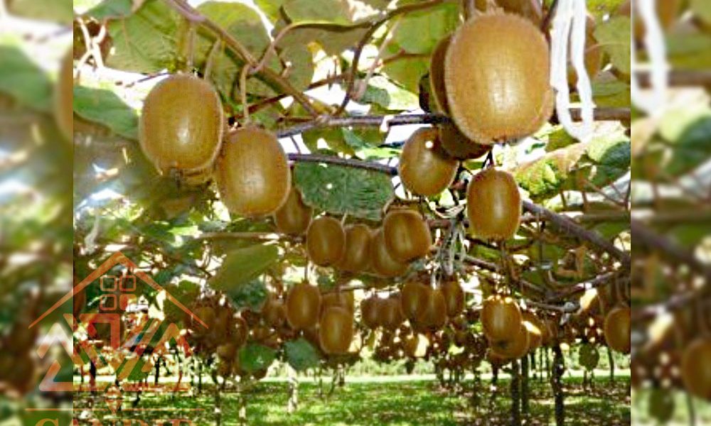 فروش باغ کیوی شمال خرید باغ
