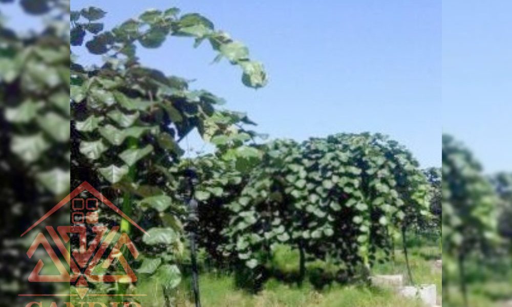 فروش باغ کیوی شمال خرید باغ