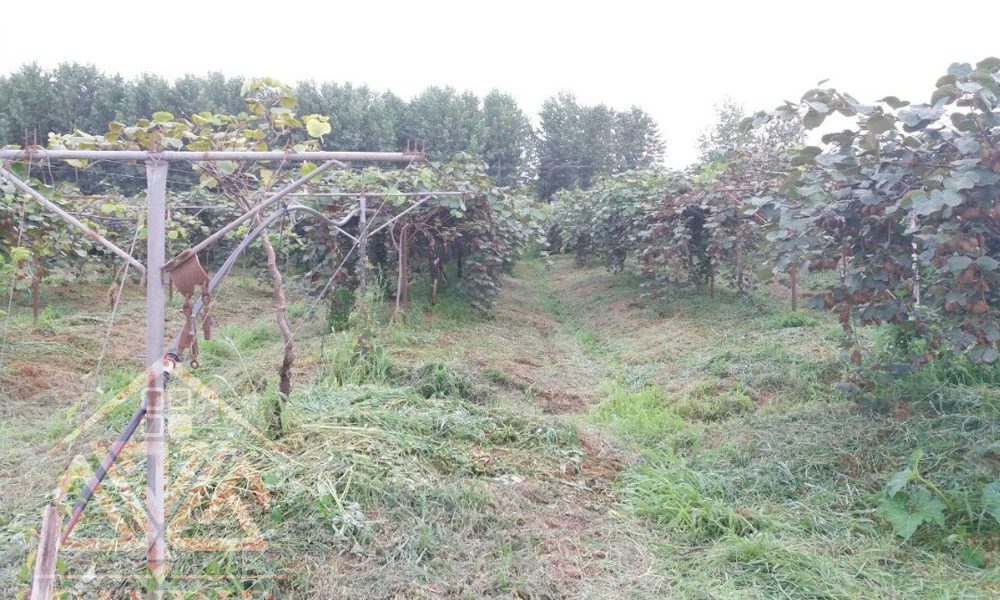 فروش باغ کیوی شمال خرید باغ