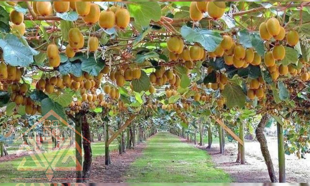 فروش باغ کیوی شمال خرید باغ