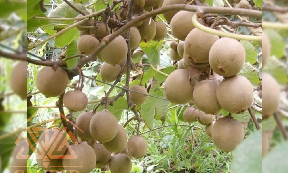 فروش باغ کیوی شمال خرید باغ
