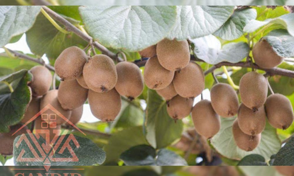 فروش باغ کیوی شمال خرید باغ