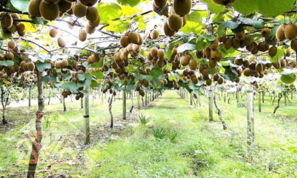 فروش باغ کیوی شمال خرید باغ