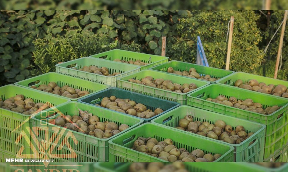 فروش باغ کیوی شمال خرید باغ