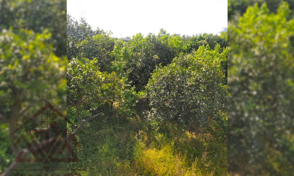 فروش زمین در رامسر کد 131