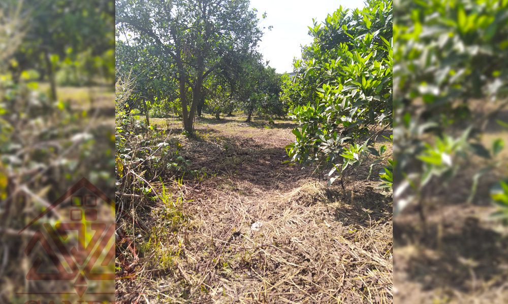 فروش زمین در رامسر کتالم کد 132