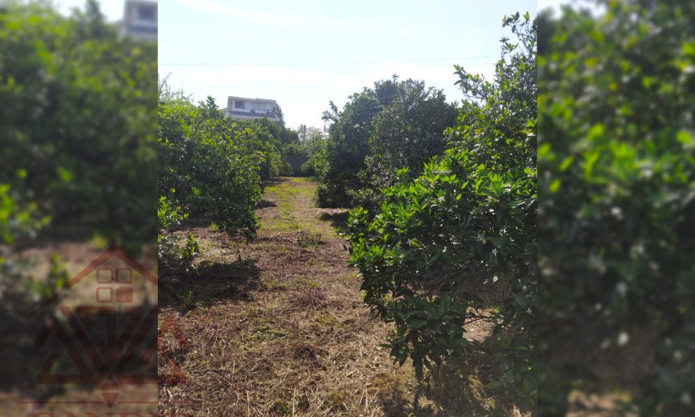 فروش زمین در رامسر کتالم کد 132