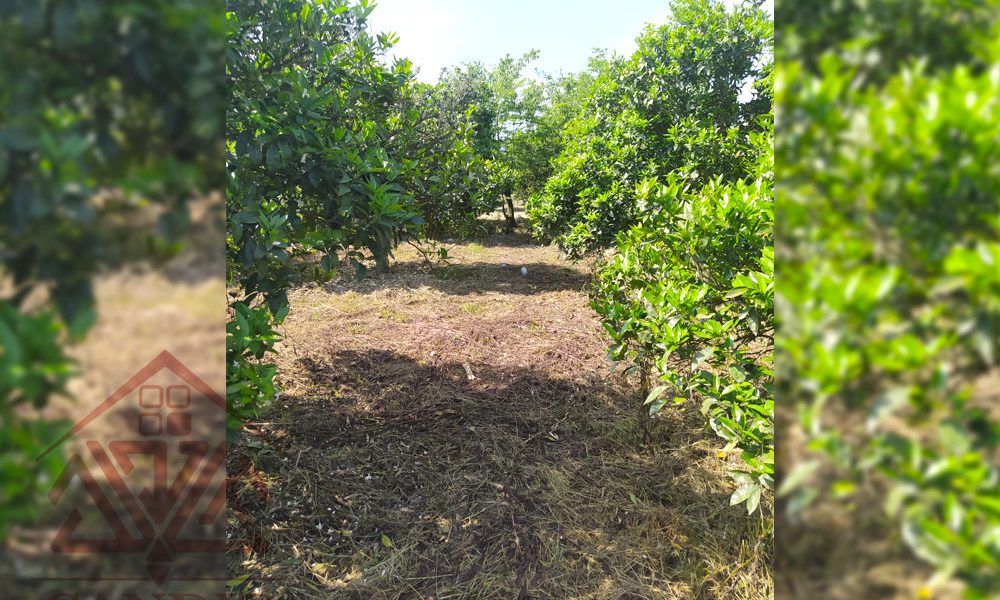 فروش زمین در رامسر کتالم کد 132