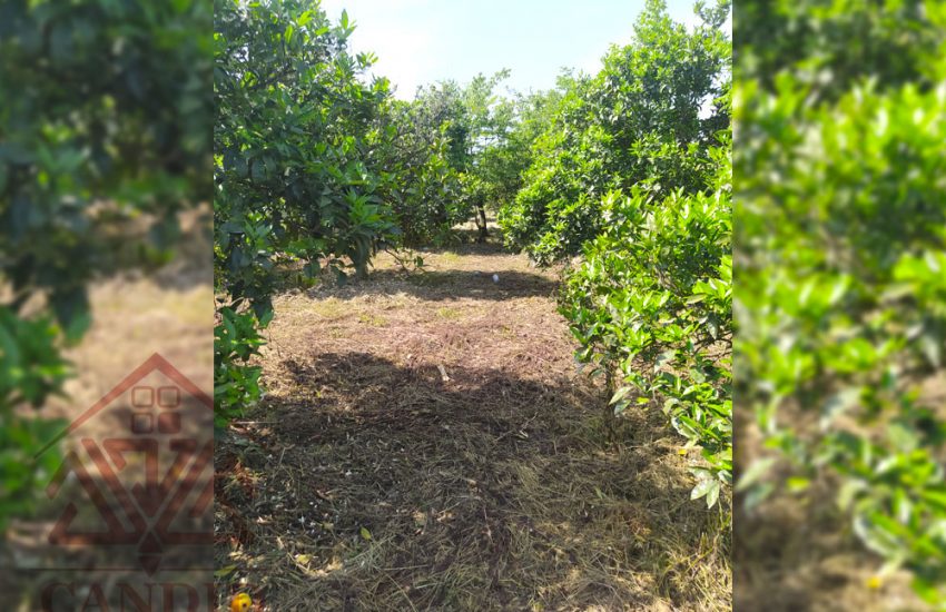 فروش زمین در رامسر کتالم کد 132