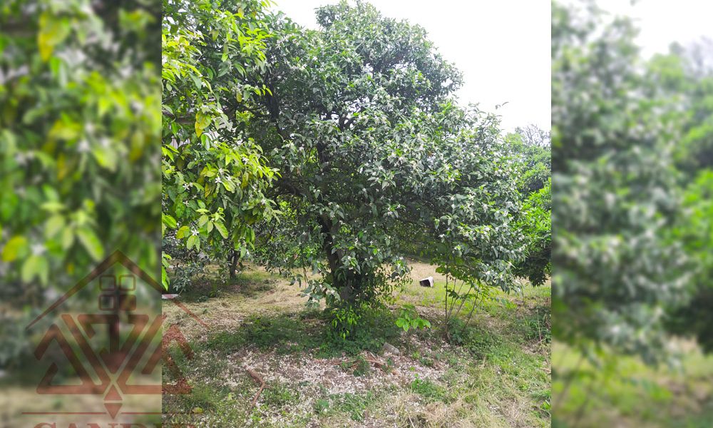 فروش زمین در رامسر کد 144