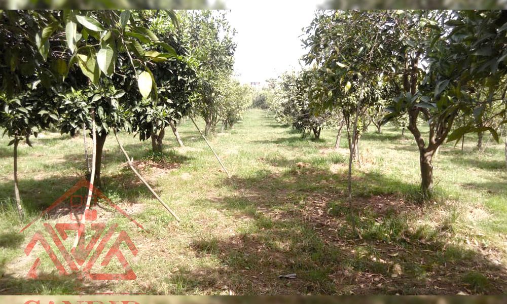 فروش باغ کد 156