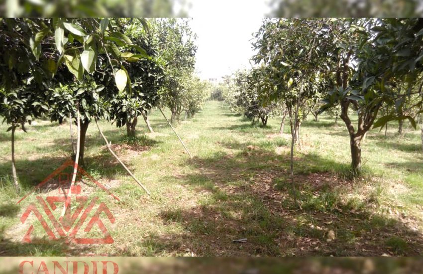 فروش باغ کد 156