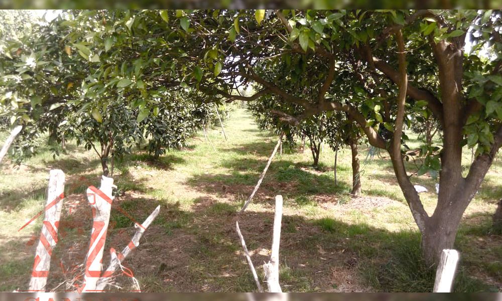 فروش باغ کد 156