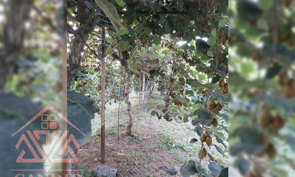 فروش باغ کیوی #123