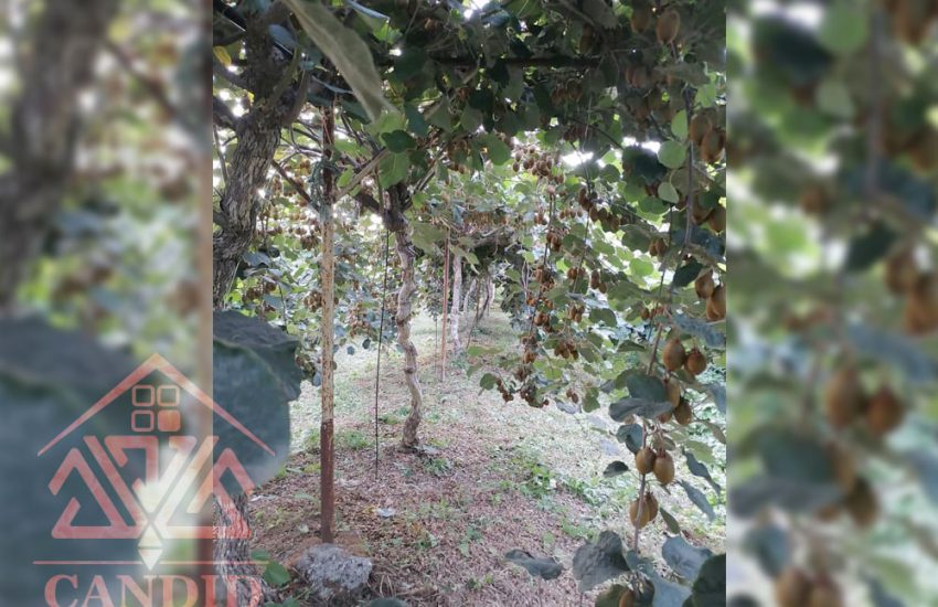 فروش باغ کیوی #123