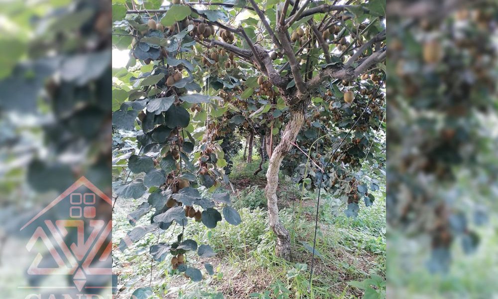 فروش باغ کیوی #123