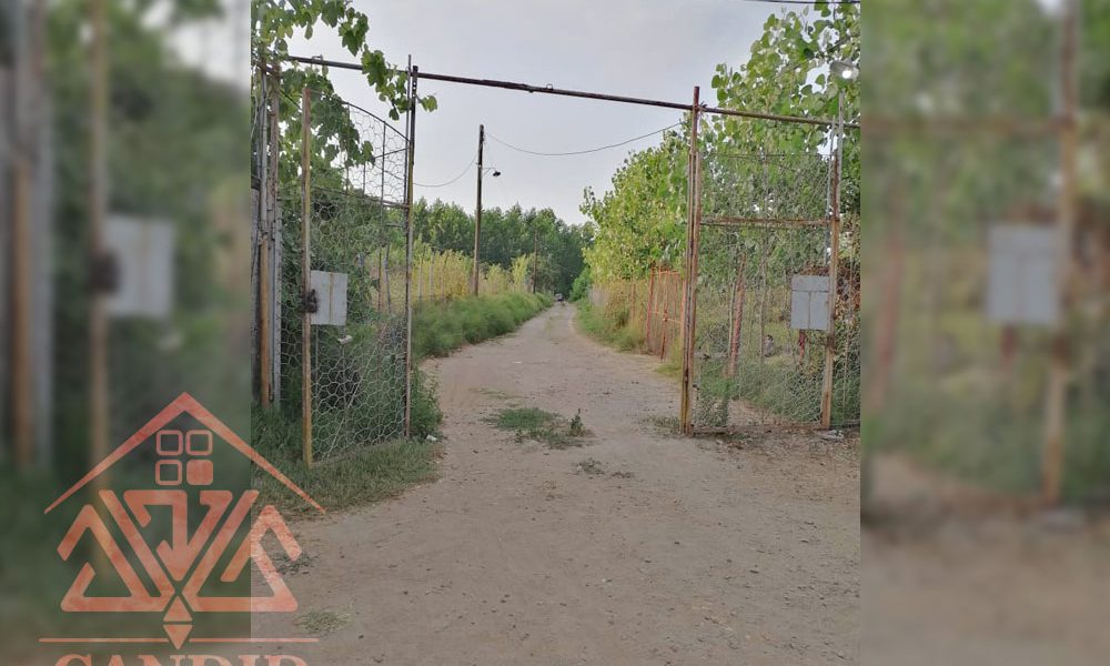 فروش باغ کیوی #123