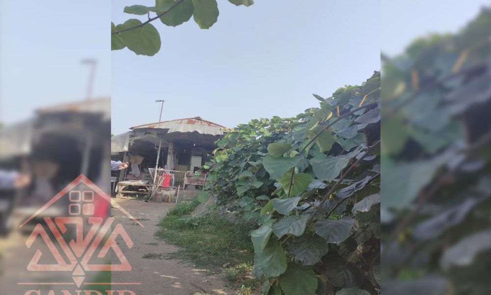 فروش باغ کیوی #123