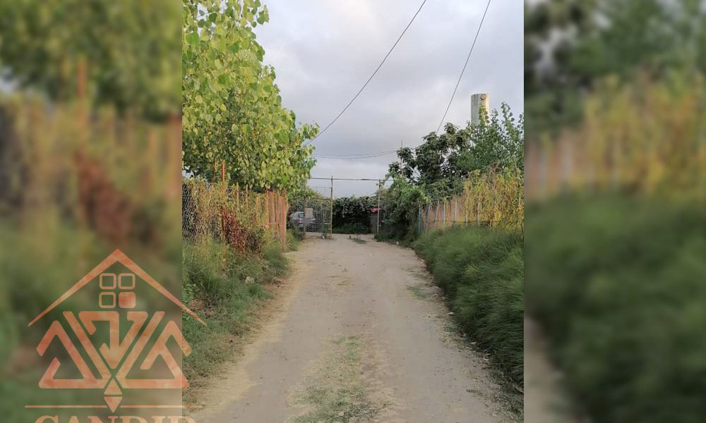 فروش باغ کیوی #123