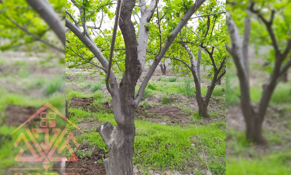 فروش باغچه شهریار 201