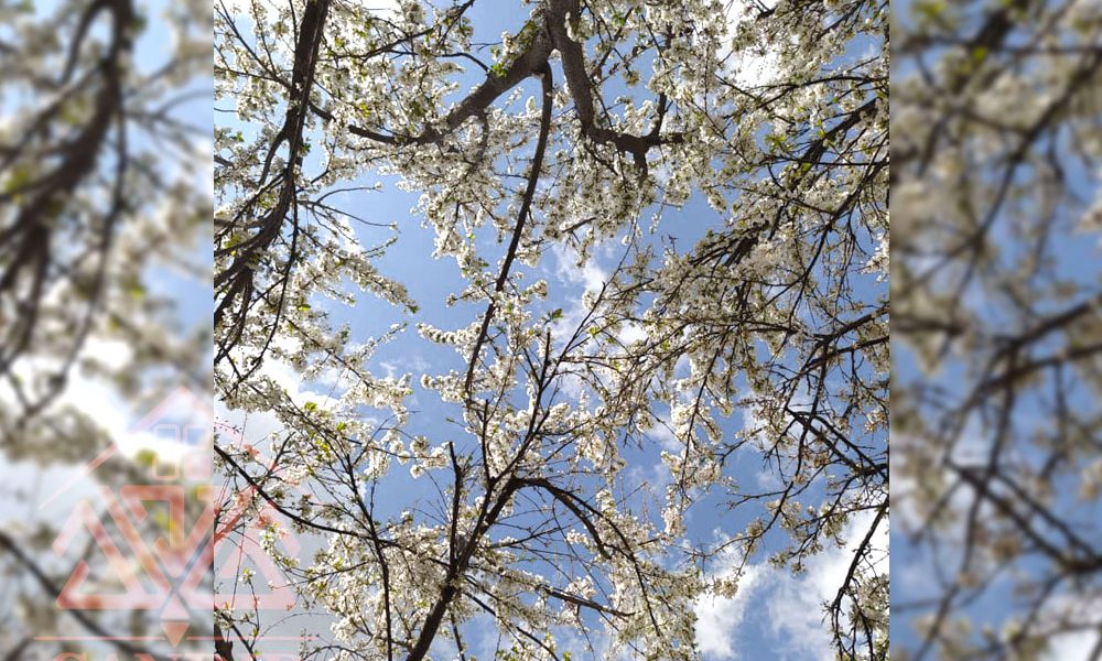 فروش باغچه شهریار 201