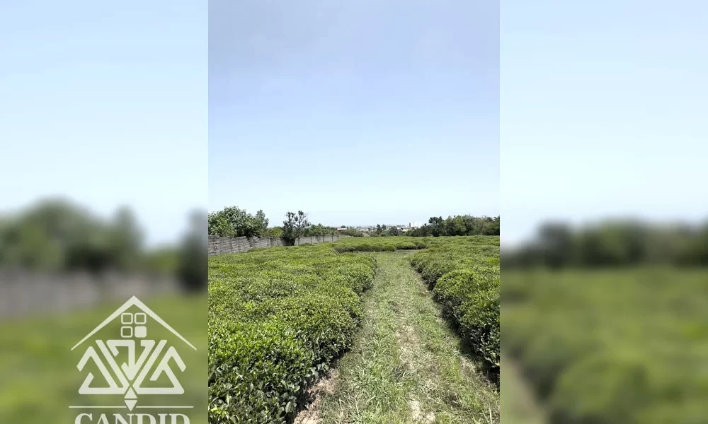 فروش زمین در طالش محله کد 71 17000 متر