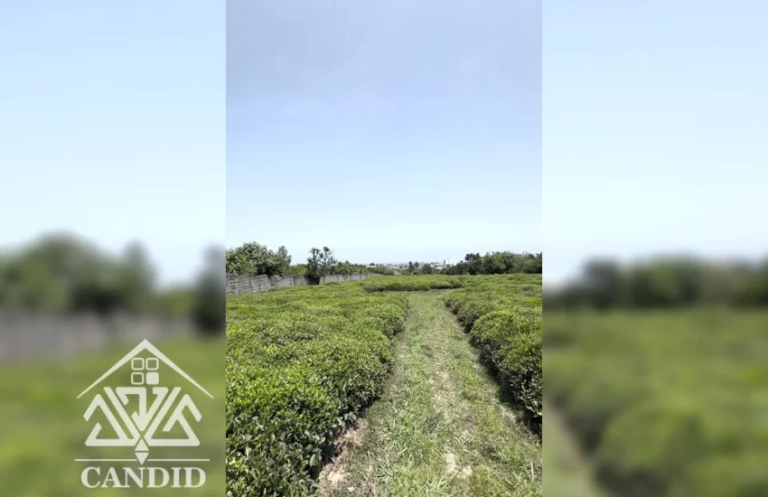 فروش زمین در طالش محله کد 71 17000 متر