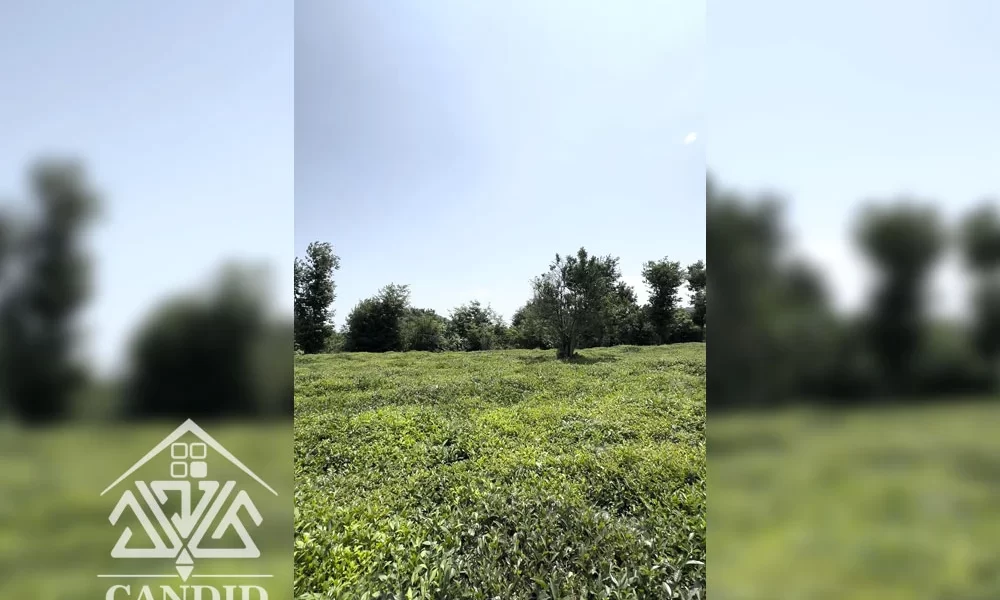 فروش زمین در طالش محله کد 71 17000 متر