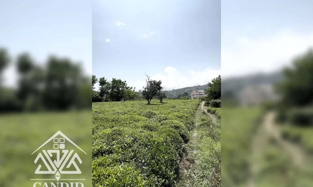 فروش زمین در طالش محله کد 71 17000 متر